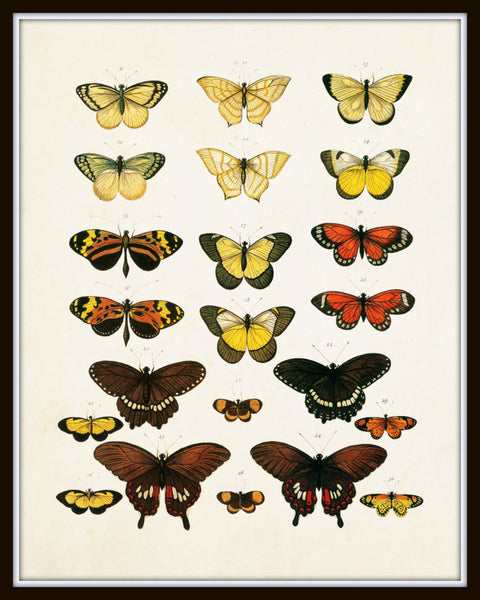 vintage butterfly diagram