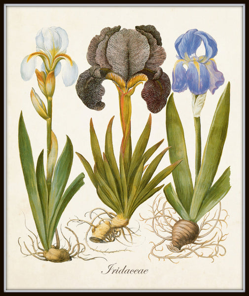 Iris Forest Original Painting, 8x10 – Anne Kostecki Design & Illustration