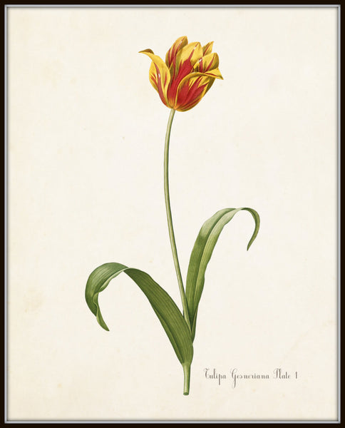 C. 1930 WHITE TULIP print - original vintage print - botanical print • flower hot print • white tulips • Primulina Baker TULIP