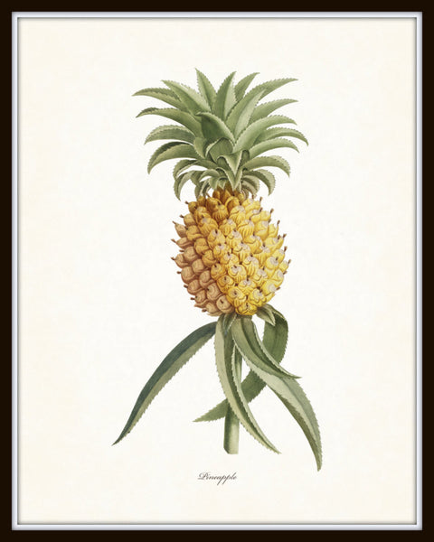 Botanical Print Set of 2 – Banana Print, Pineapple Print, Vintage Botanical Set, buy Framed Botanical Print, Framed Art Set, Framed Print Set