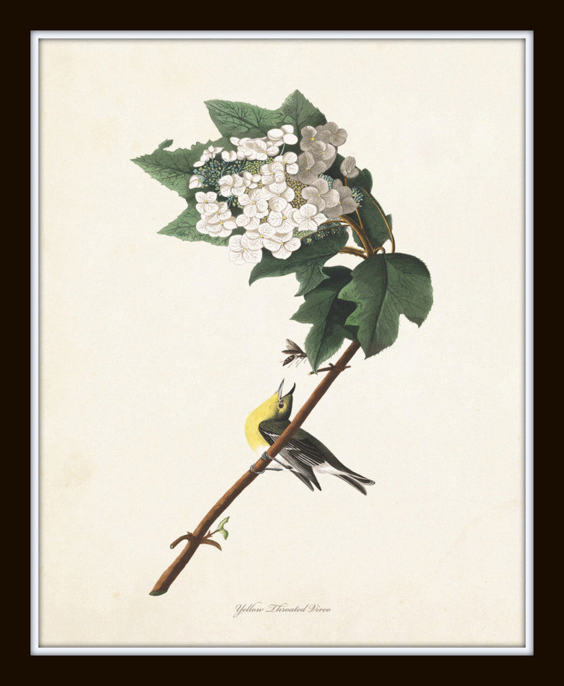 Audubon Birds Print Set No. 24 – BelleBotanica