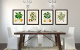 Vintage Kohler Fruit Print Set No. 20