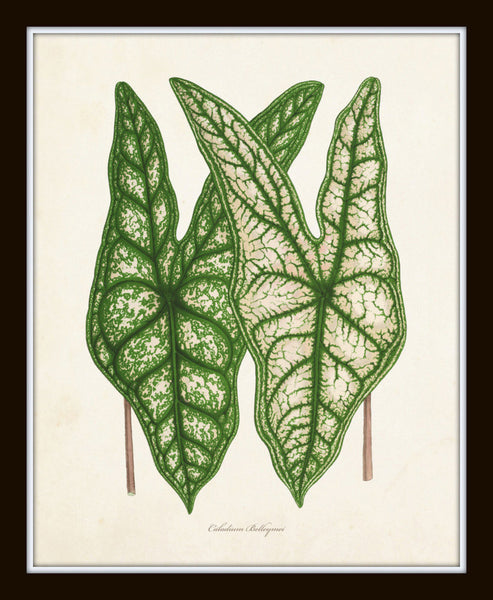 Tropical Leaves Botanical Print Set No. 5 – BelleBotanica