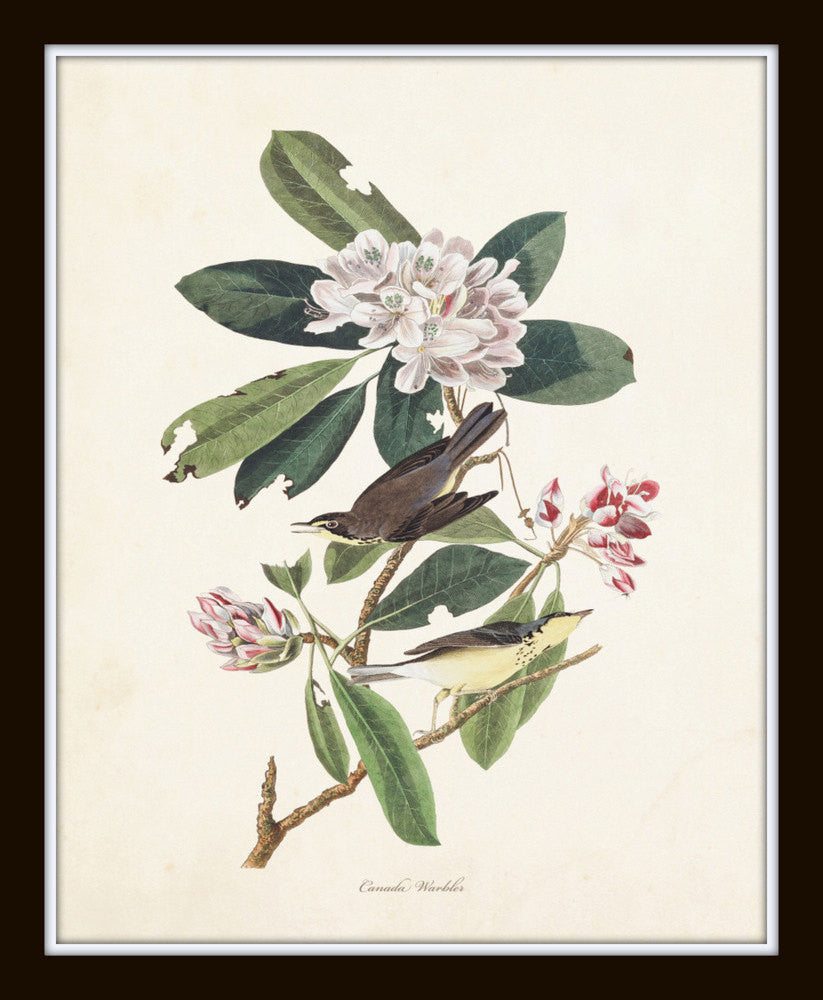 Audubon Birds Print Set No. 25 – BelleBotanica