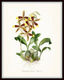 Vintage Orchid Flower Series No.24 - Botanical Print