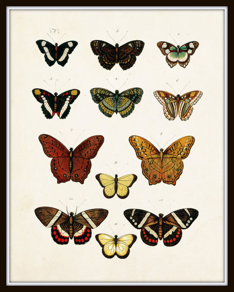 Vintage Butterfly Series Plate No. 5 – BelleBotanica