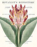 Vintage Botanical Canna Collage No. 34