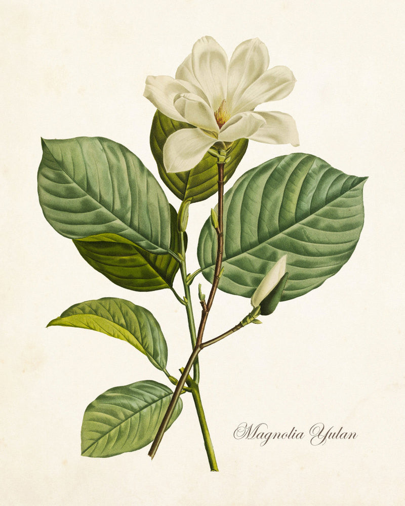 magnolia illustration