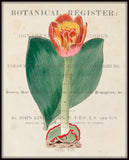 Vintage Tulip Floral Collage No.16 - Botanical Print