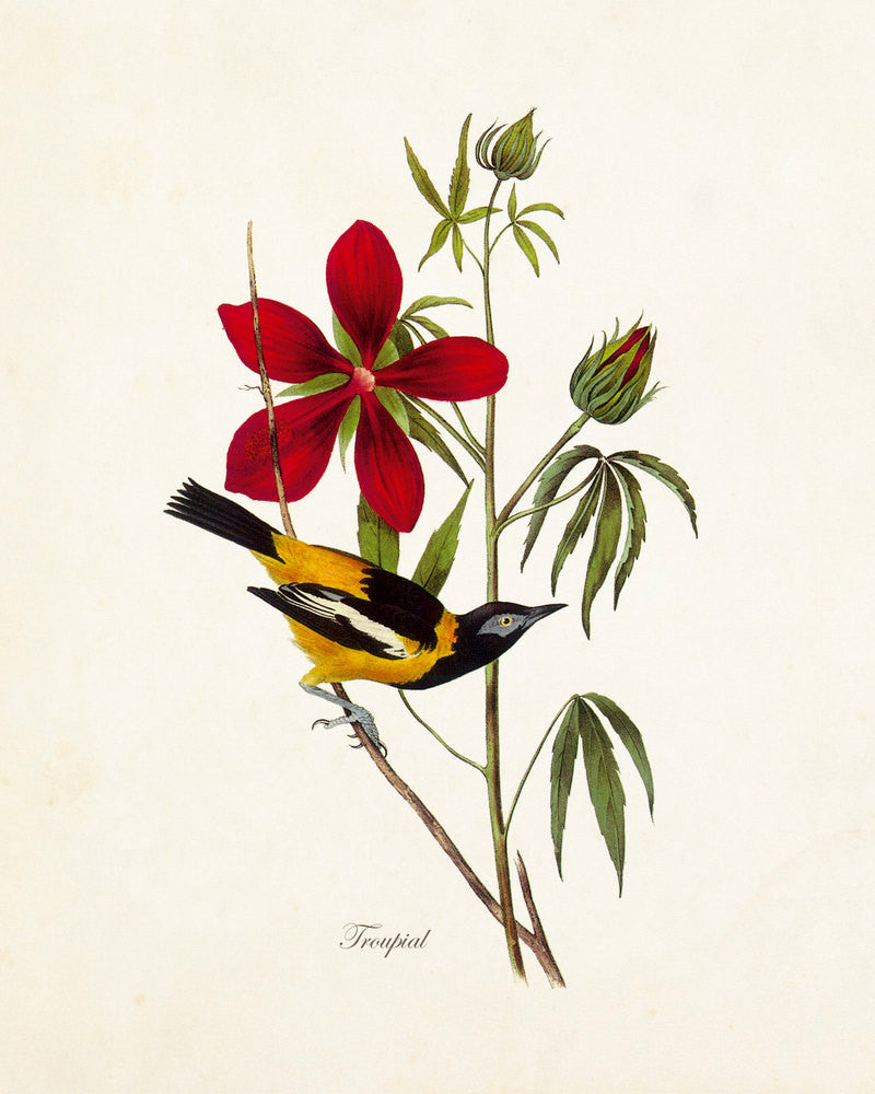 A Victorian Bird Art Print