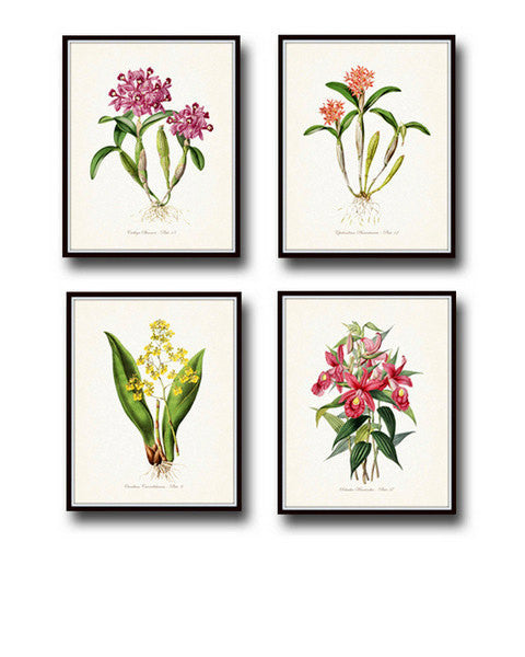 Popular Tropic Bloom - Print Set of 2, Botanical Art