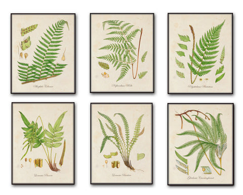 Botanical Wall Art, Fern Pattern Wall Scroll with Poster Vintage Plants Art  Sign Fern Decor 11.33x15.74 (Fern Set)