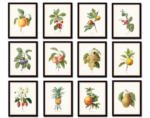 Antique Redoute Fruit Prints Set No 2 – BelleBotanica