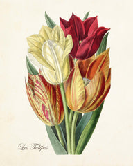 C. 1930 TULIPS print - original vintage print - botanical deals print • flower print • yellow & red tulips • Kaufmanniana Regel TULIPS